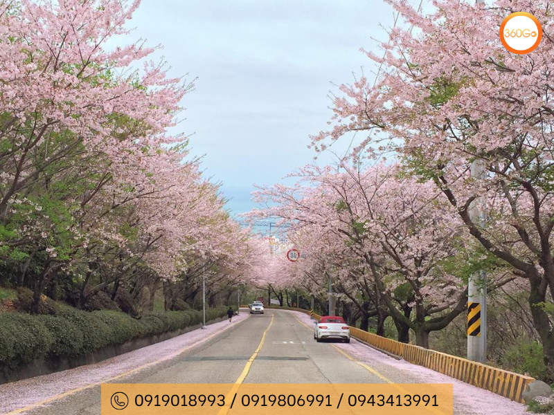 Hoa anh đào trên đường phố Busan- Du lịch 360Go